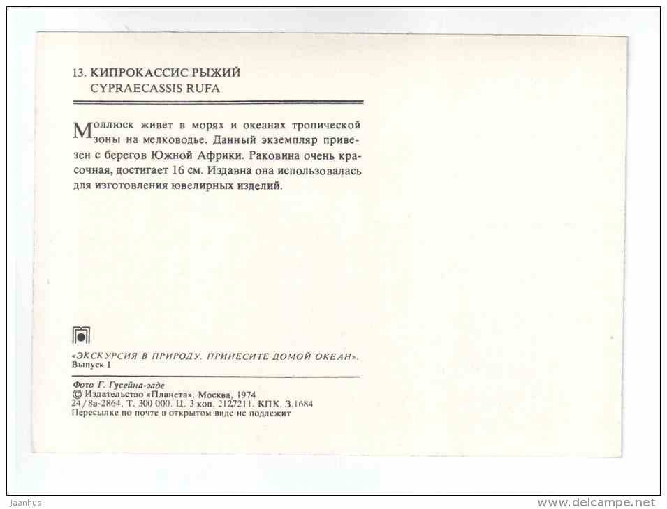 Bullmouth - Cypraecassis rufa - shells - clams - mollusc - 1974 - Russia USSR - unused - JH Postcards