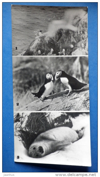 Kittiwake , genus Rissa - Puffin - Seal - birds - Kandalaksha Nature Reserve - 1974 - Russia USSR - unused - JH Postcards