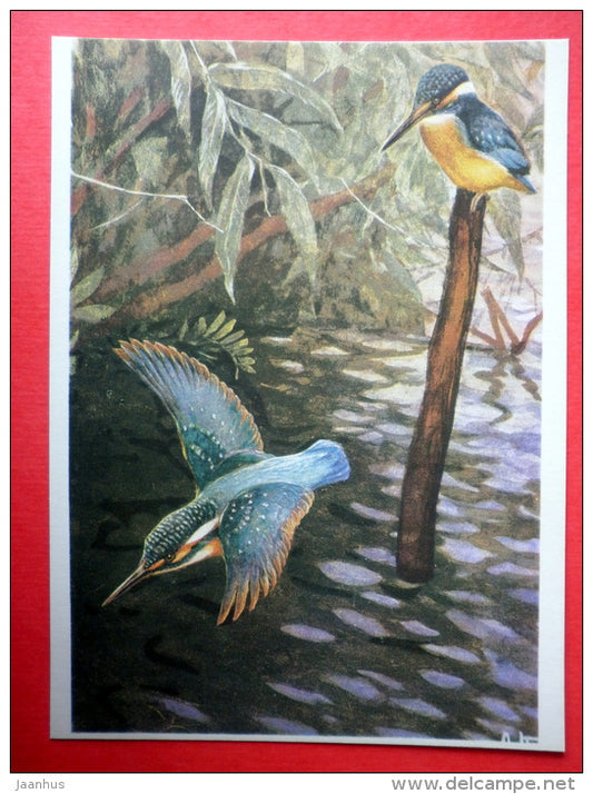 illustration by A. Komarov - Kingfisher - Alcedines - birds - 1975 - Russia USSR - unused - JH Postcards