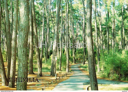 Pitsunda - Relic pine grove - Abkhazia - 1987 - Georgia USSR - unused - JH Postcards