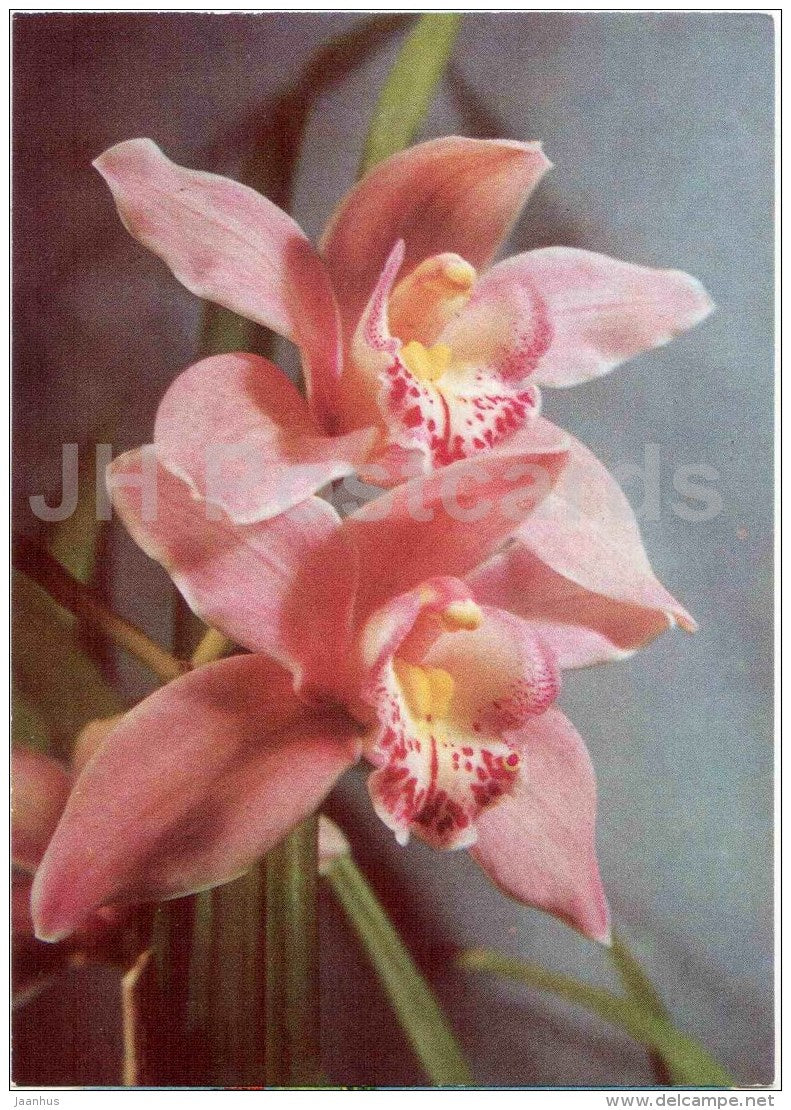 Orchid - Cymbidium Hybridum - flowers - 1970 - Estonia USSR - unused - JH Postcards