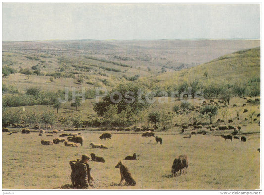 Hills of Moldova - sheep - shepherd - 1966 - Moldova USSR - unused - JH Postcards