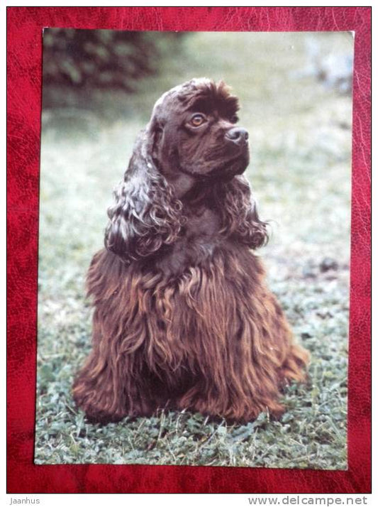 American Cocker Spaniel - dogs - Czechoslovakia - unused - JH Postcards