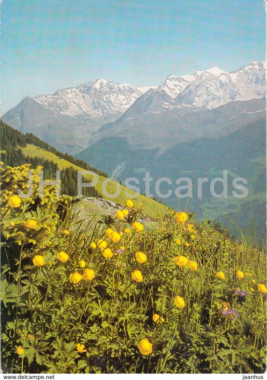 Grand Combin Massiv - Wallis - Globeflower  - flowers - 8373 - Switzerland - unused - JH Postcards