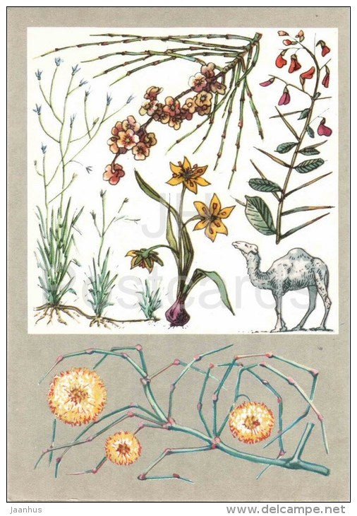 Calligonum - camel-thorn - Gagea - camel - Desert Plants - Amazing Plants - 1976 - Russia USSR - unused - JH Postcards