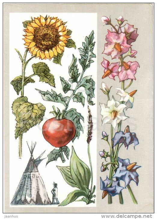 potato - sunflower - tomato - Plants Immigrants - Amazing Plants - 1976 - Russia USSR - unused - JH Postcards
