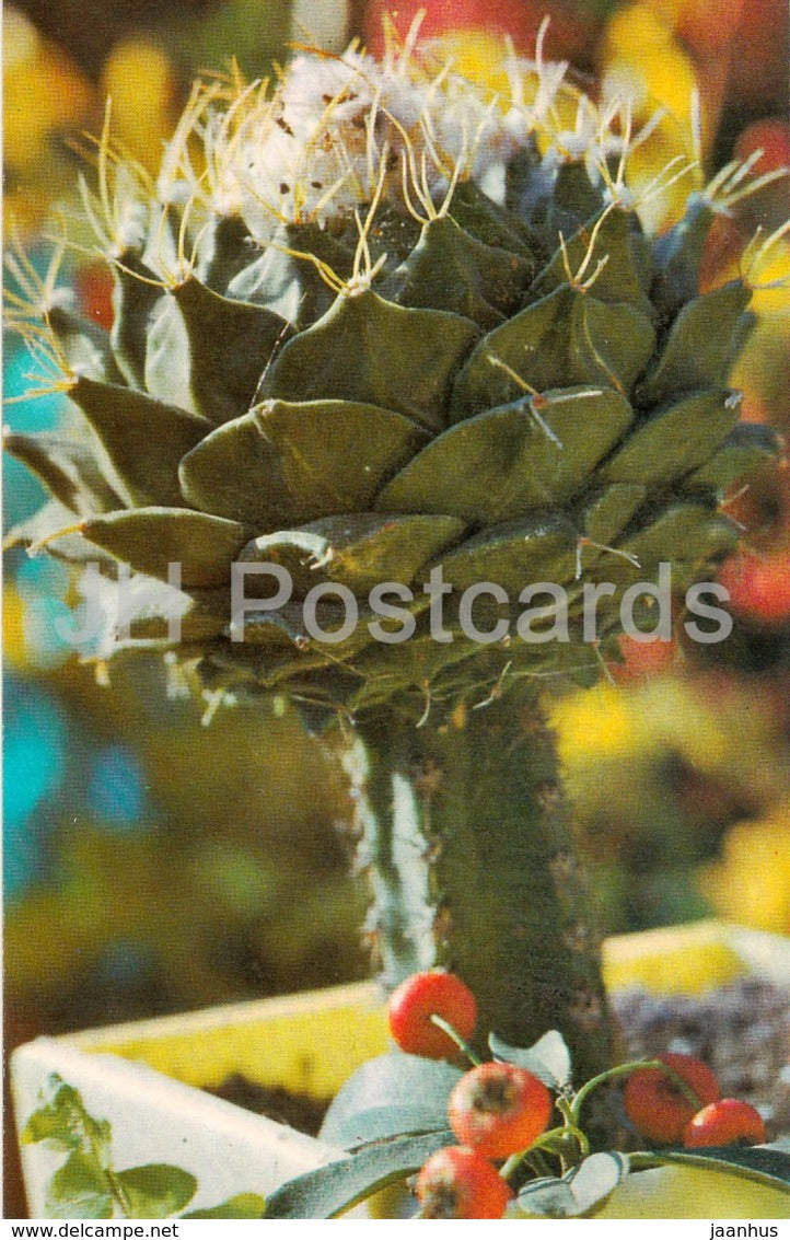 Obregonia denegrii - cactus - flowers - 1974 - Russia USSR - unused - JH Postcards