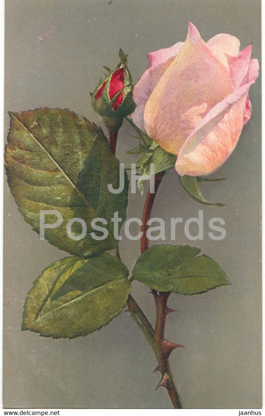 pink rose - flowers - Serie C No 97 - old postcard - Switzerland - unused - JH Postcards
