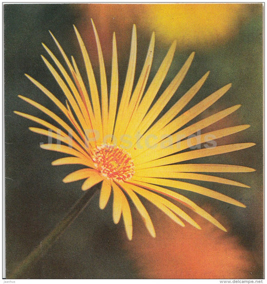 mini Birthday Greeting card - yellow flower - flowers - 1988 - Latvia USSR - unused - JH Postcards