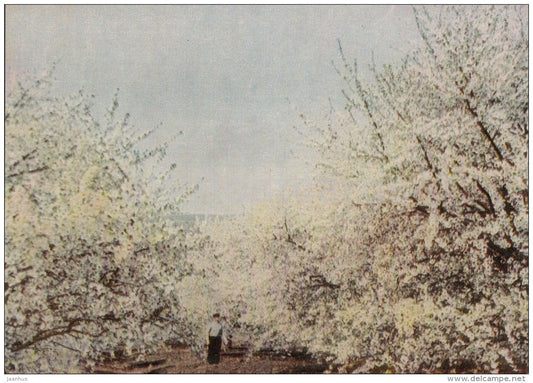 Blooming Gardens of Moldova - 1966 - Moldova USSR - unused - JH Postcards