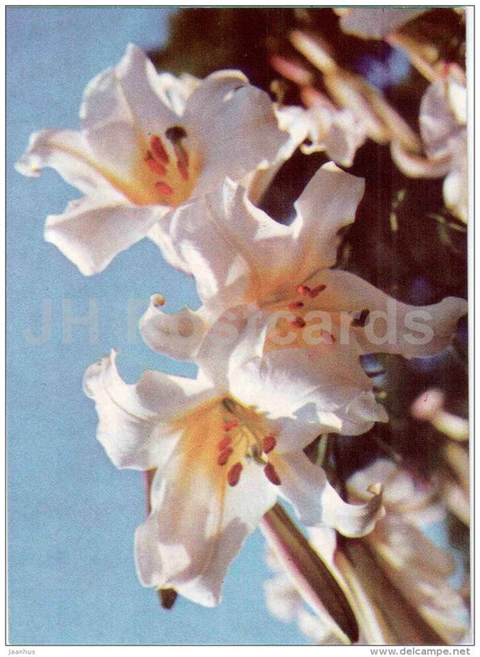 Royal Lily - Lilium regale - flowers - 1970 - Estonia USSR - unused - JH Postcards
