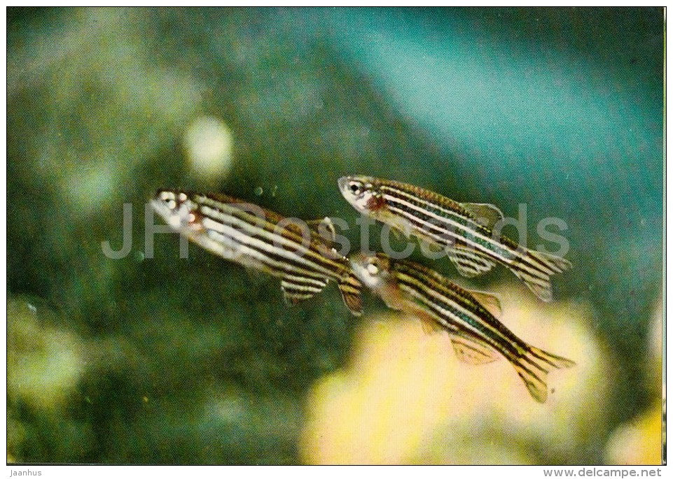 9 - Ornamental Fishes - old postcard - Vietnam - unused - JH Postcards