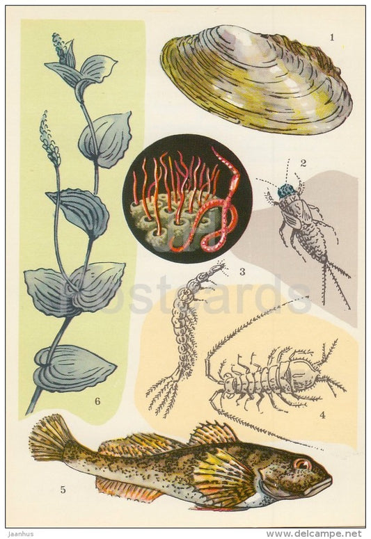 European bullhead , fish - Mayfly - Anodonta , shell - Asellus aquaticus - Life in Water - 1977 - Russia USSR - unused - JH Postcards