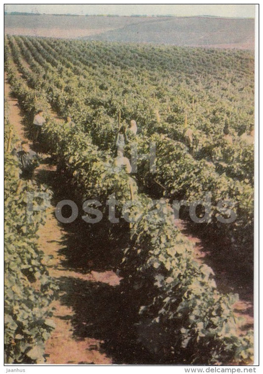 Grape Plantation - 1966 - Moldova USSR - unused - JH Postcards