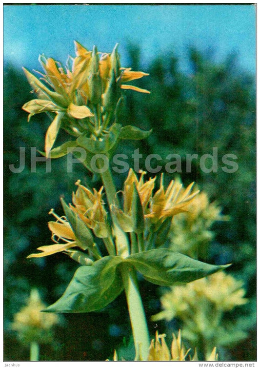 Yellow Gentian - Gentiana lutea - Endangered Plants of USSR - nature - 1981 - Russia USSR - unused - JH Postcards