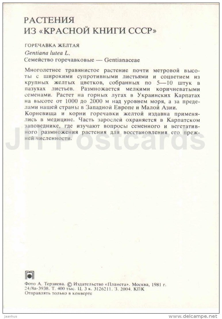 Yellow Gentian - Gentiana lutea - Endangered Plants of USSR - nature - 1981 - Russia USSR - unused - JH Postcards