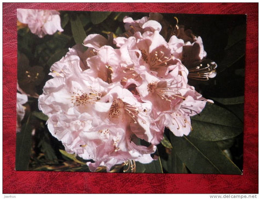 rhododendron - Albert -  flowers - Czechoslovakia - unused - JH Postcards