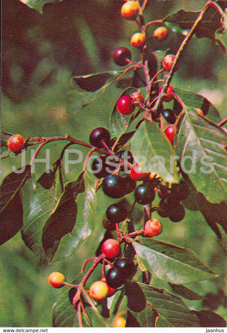 Buckthorn - Rhamnus cathartica - Medicinal Plants - 1981 - Russia USSR - unused - JH Postcards