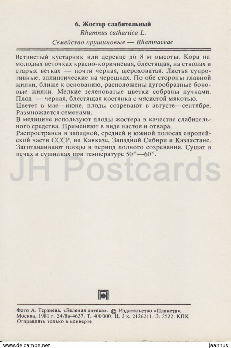 Buckthorn - Rhamnus cathartica - Medicinal Plants - 1981 - Russia USSR - unused