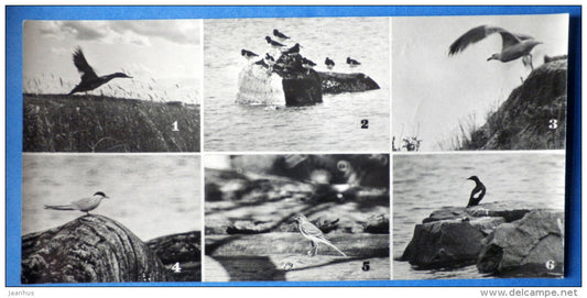 Merganser duck , Oystercatchers , gulls , Arctic Tern - birds - Kandalaksha Nature Reserve - 1974 - Russia USSR - unused - JH Postcards