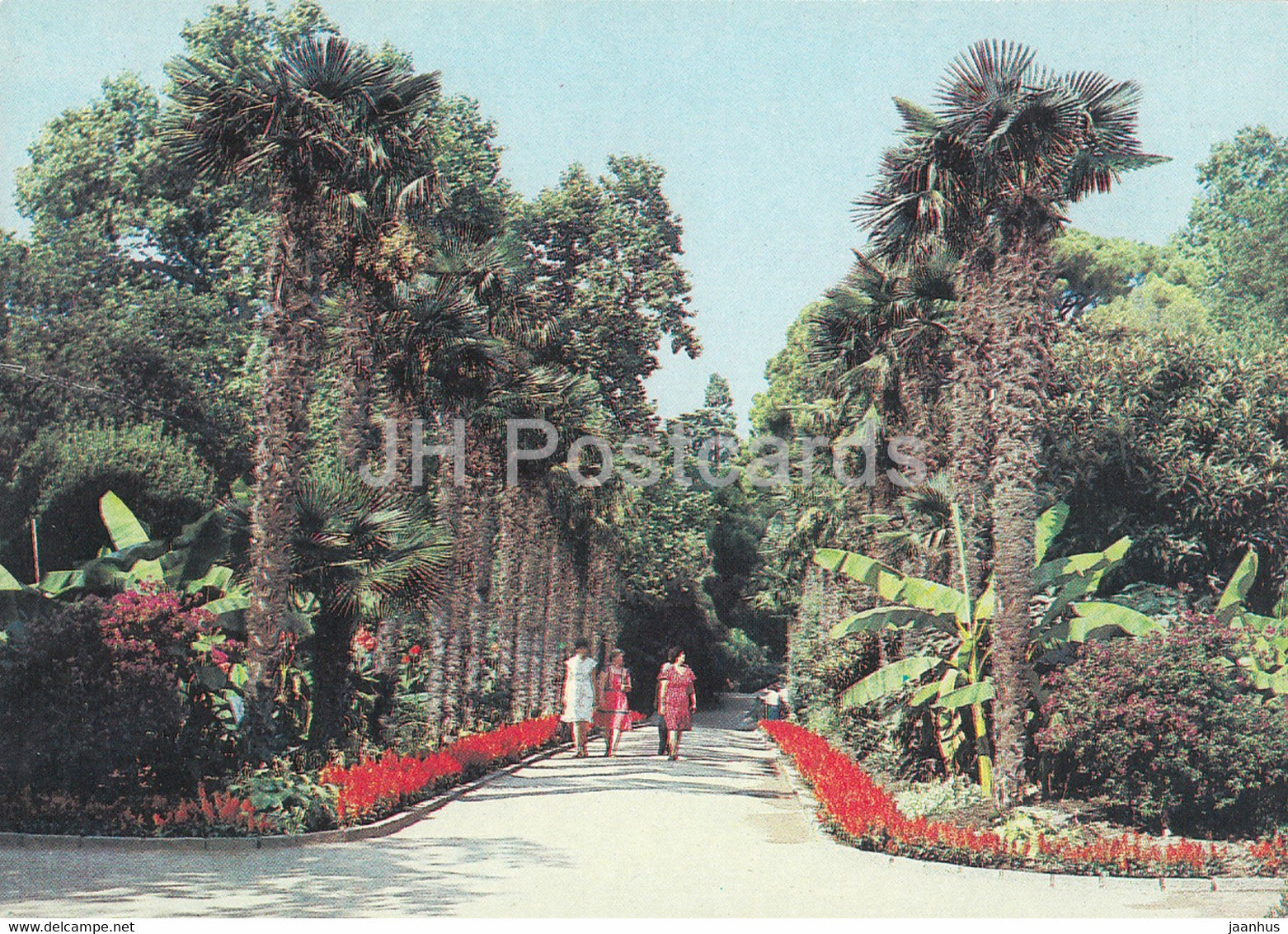 Nikitsky Botanical Garden - Palm alley in the Lower Park - Crimea - Ukraine USSR - unused - JH Postcards