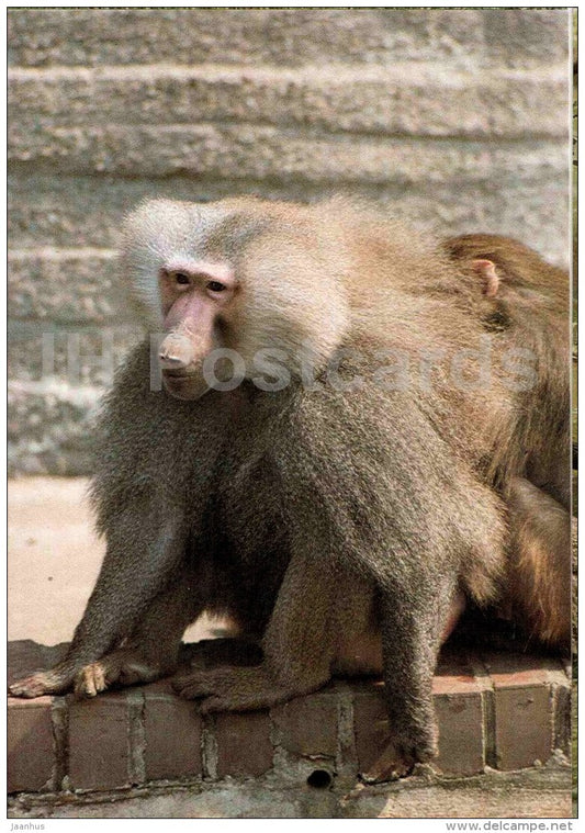 Hamadryas baboon - Papio hamadryas - animal - Zoo Animals - Czehoslovakia - unused - JH Postcards