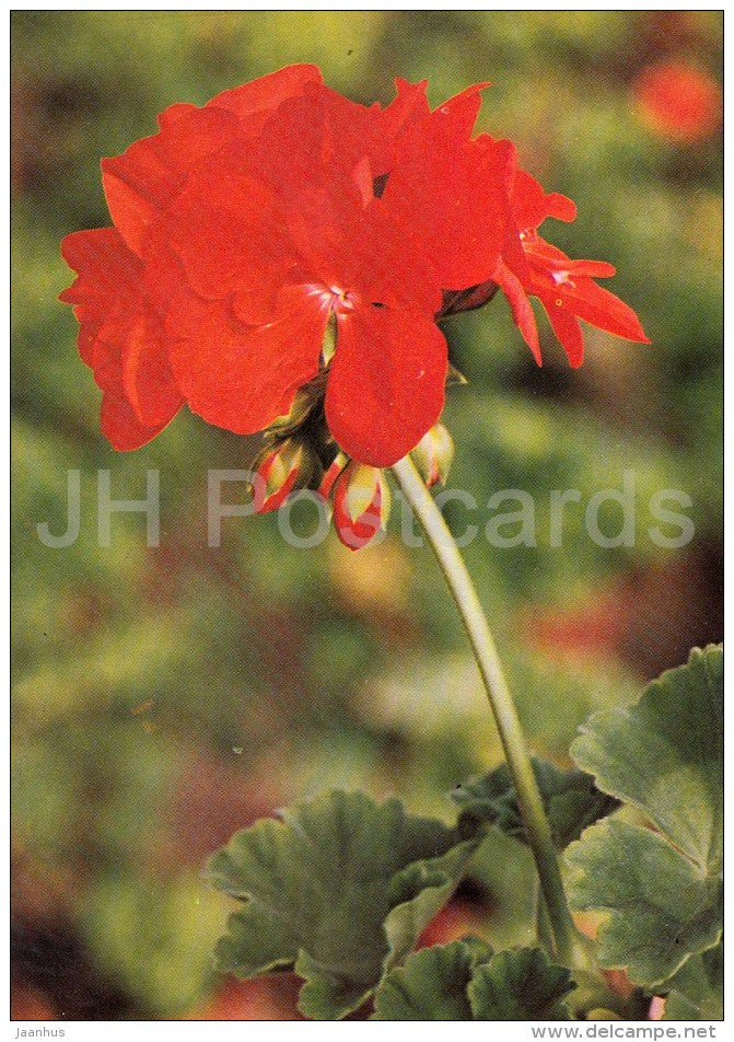 Westfalenstar - flowers - Geranium - 1985 - Czech - Czechoslovakia - unused - JH Postcards