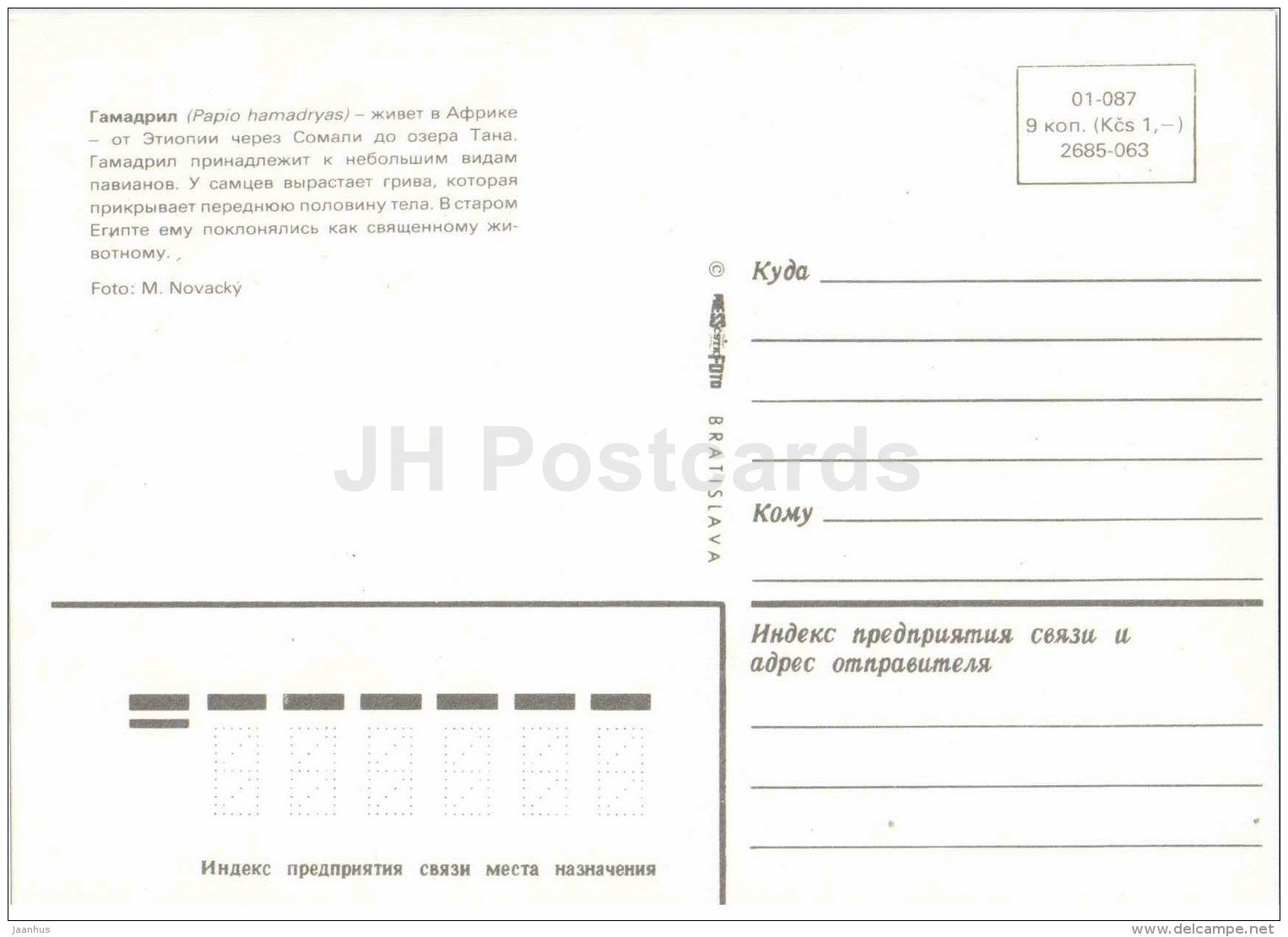 Hamadryas baboon - Papio hamadryas - animal - Zoo Animals - Czehoslovakia - unused - JH Postcards
