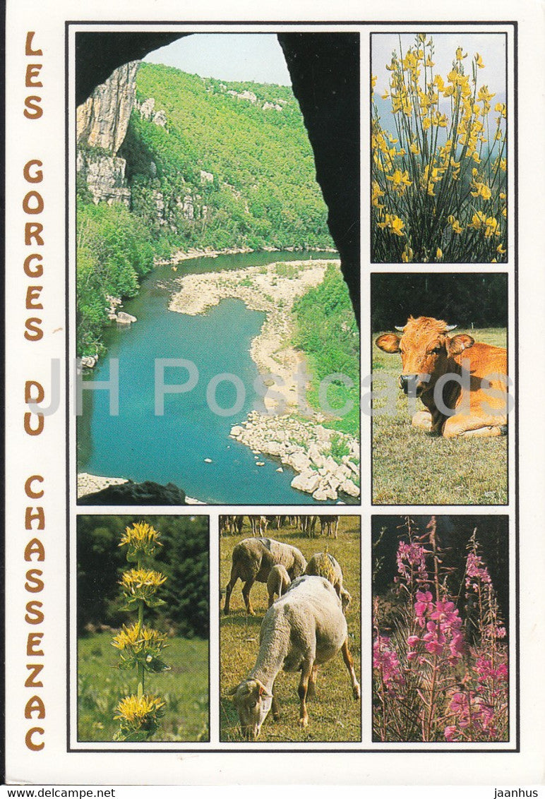 Les Gorges du Chassezac - animals - sheep - cow - flowers - multiview -  1998 - France - used - JH Postcards