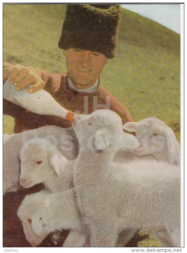 caring shepherd - lamb - 1966 - Moldova USSR - unused - JH Postcards
