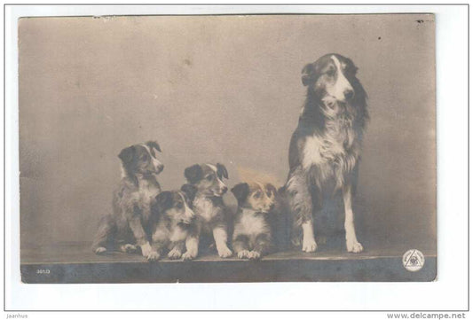 Dogs - 301/3 - NPG - old postcard - circulated in Estonia - Germany - used - JH Postcards