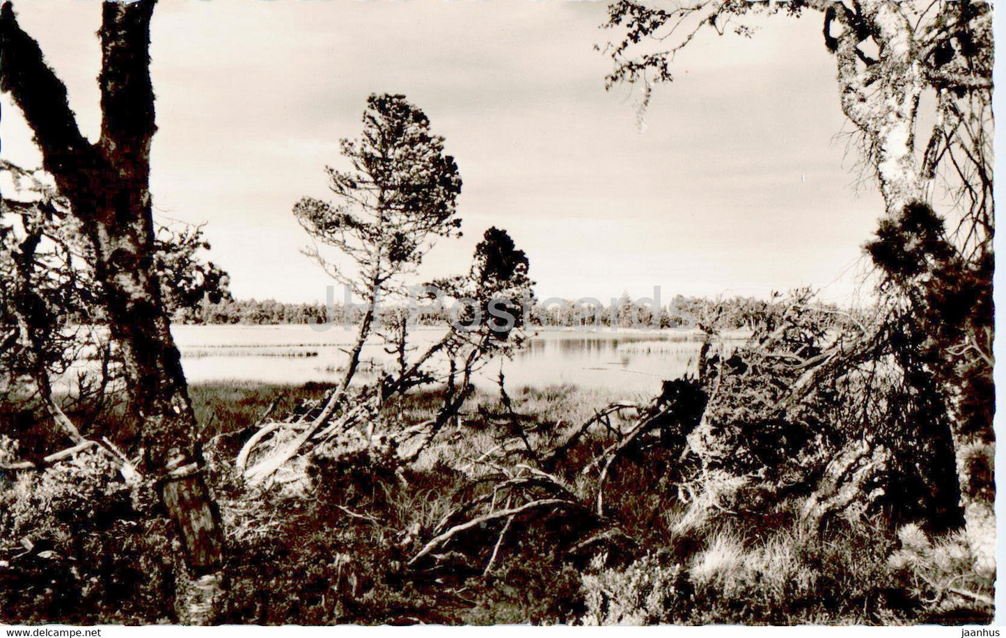 Wildsee 905 m zwischen Kaltenbronn und Wildbad - old postcard - 1961 - Germany - used - JH Postcards