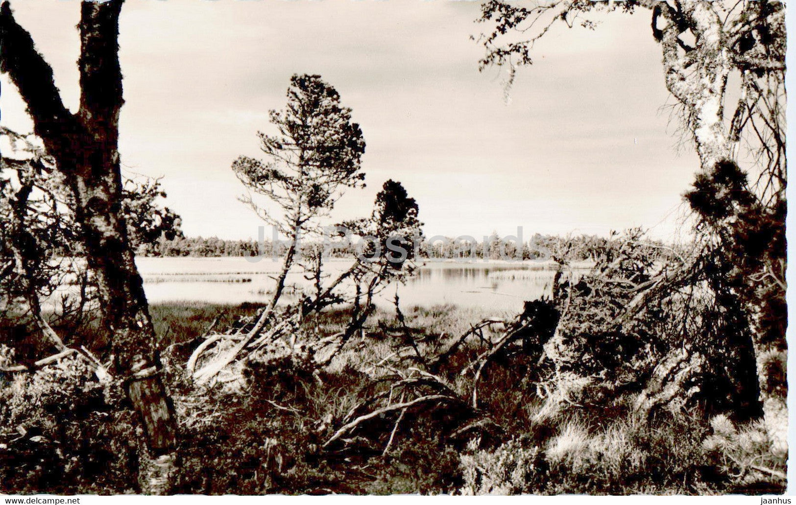 Wildsee 905 m zwischen Kaltenbronn und Wildbad - old postcard - 1961 - Germany - used - JH Postcards