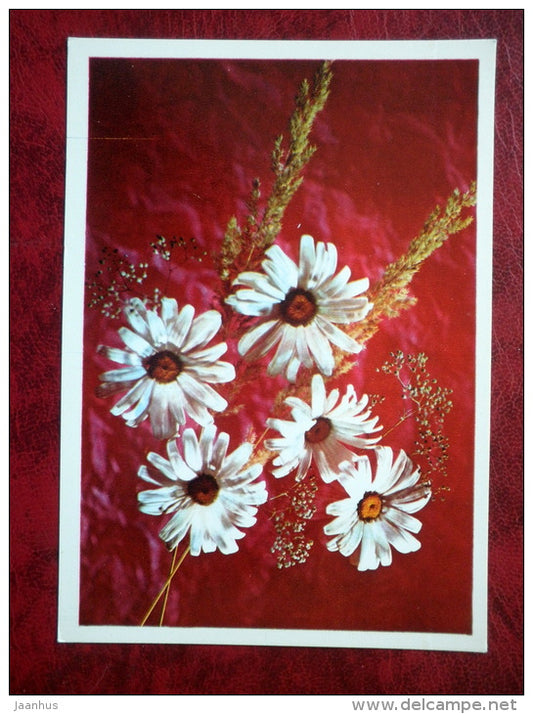 chamomile - flowers - 1976 - Russia - USSR - unused - JH Postcards