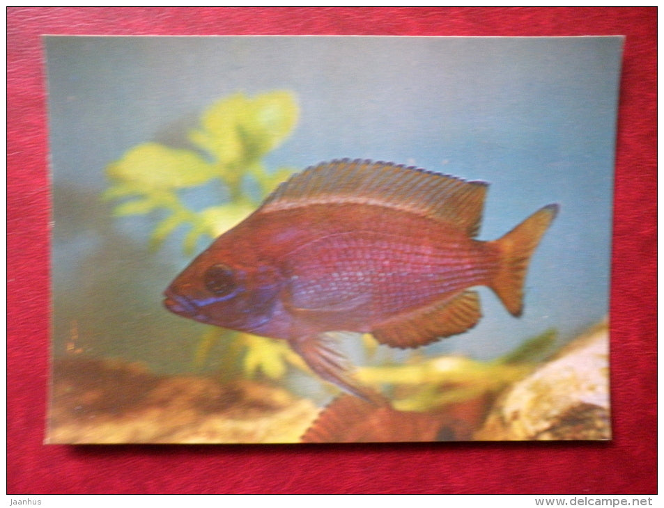 Lamprologus moorii - aquarium fishes - 1982 - Russia USSR - unused - JH Postcards