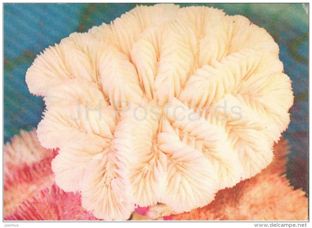 Maze Coral - Meandrina Meandrites - coral - 1975 - Russia USSR - unused - JH Postcards