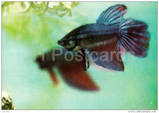 10 - Ornamental Fishes - old postcard - Vietnam - unused - JH Postcards