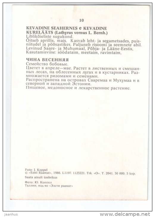 Spring Vetchling - Lathyrus vernus - Spring Flowers - 1986 - Estonia USSR - unused - JH Postcards