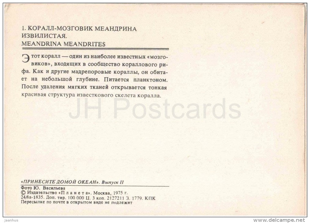 Maze Coral - Meandrina Meandrites - coral - 1975 - Russia USSR - unused - JH Postcards