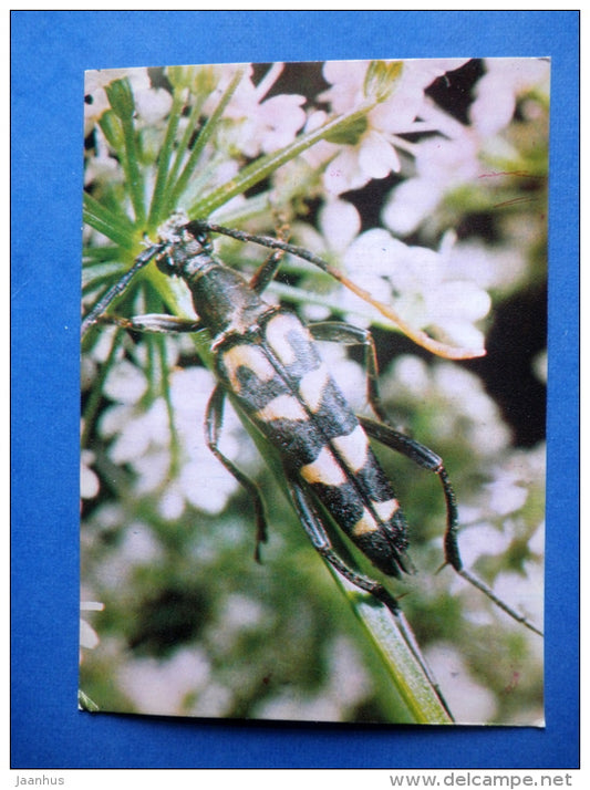 Strangalia arcuata - bug - insects - 1980 - Russia USSR - unused - JH Postcards