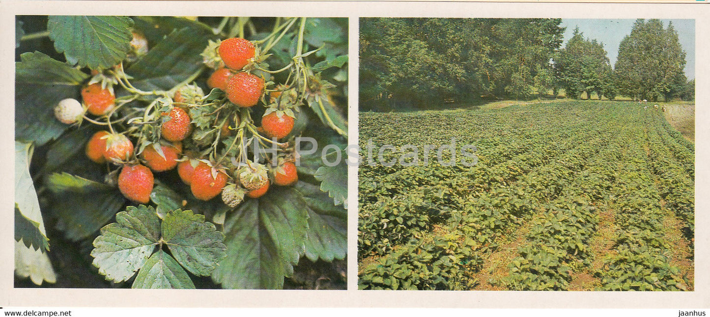 strawberry hybrid - strawberry field - Siberian Botanical Garden - 1985 - Russia USSR - unused - JH Postcards