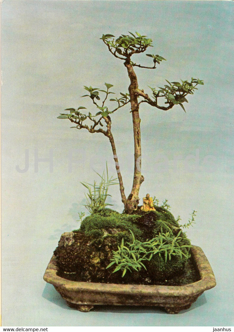 Arbre Sans Ombrelle - Bonsai tree - plants - Vietnam - unused - JH Postcards