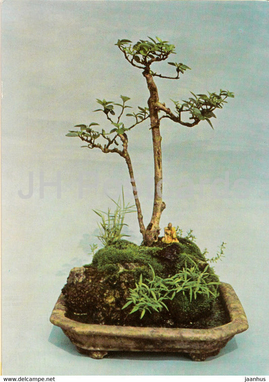 Arbre Sans Ombrelle - Bonsai tree - plants - Vietnam - unused - JH Postcards