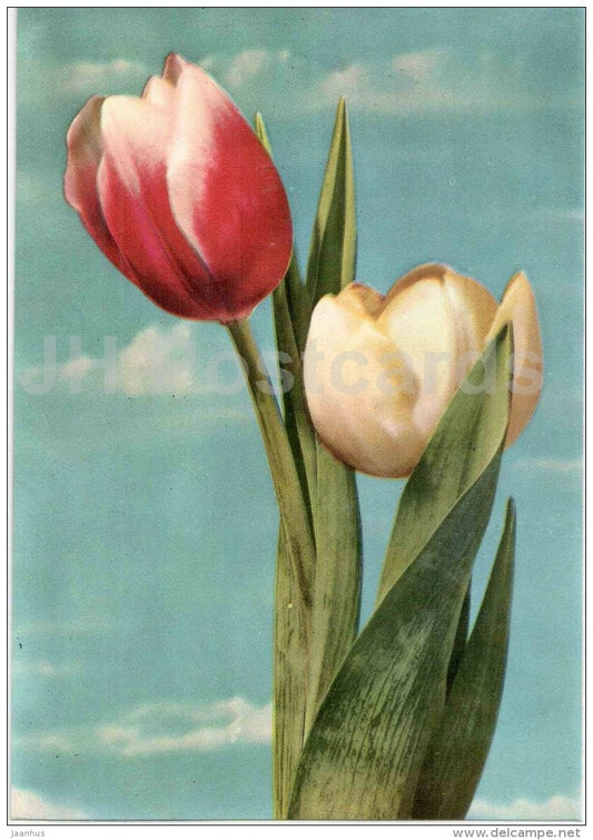 Yellow and Red Tulips - flowers - 1976 - Bulgaria - unused - JH Postcards