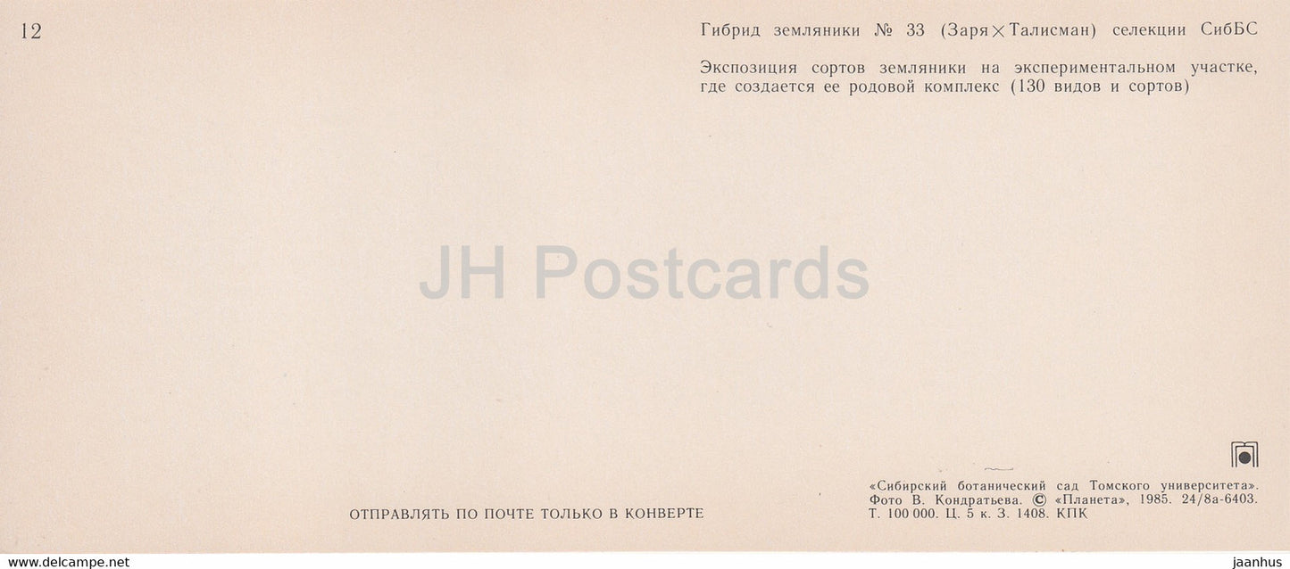 strawberry hybrid - strawberry field - Siberian Botanical Garden - 1985 - Russia USSR - unused