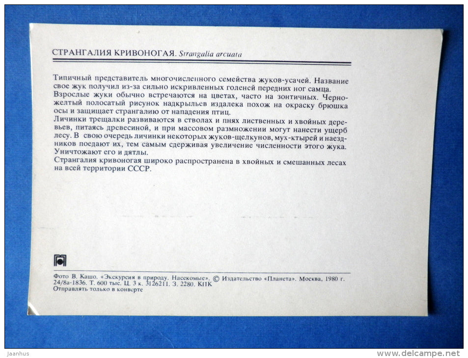 Strangalia arcuata - bug - insects - 1980 - Russia USSR - unused - JH Postcards