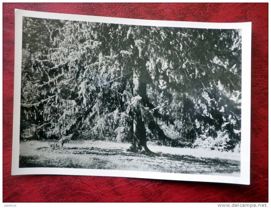 Pushkin National Park - Trigorskoye - fir-tree - 1958 - Russia - USSR - unused - JH Postcards