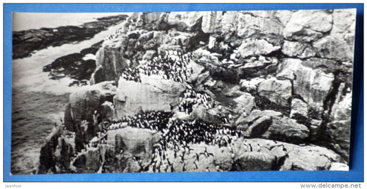 Rookery - Barents sea - birds - Kandalaksha Nature Reserve - 1974 - Russia USSR - unused - JH Postcards