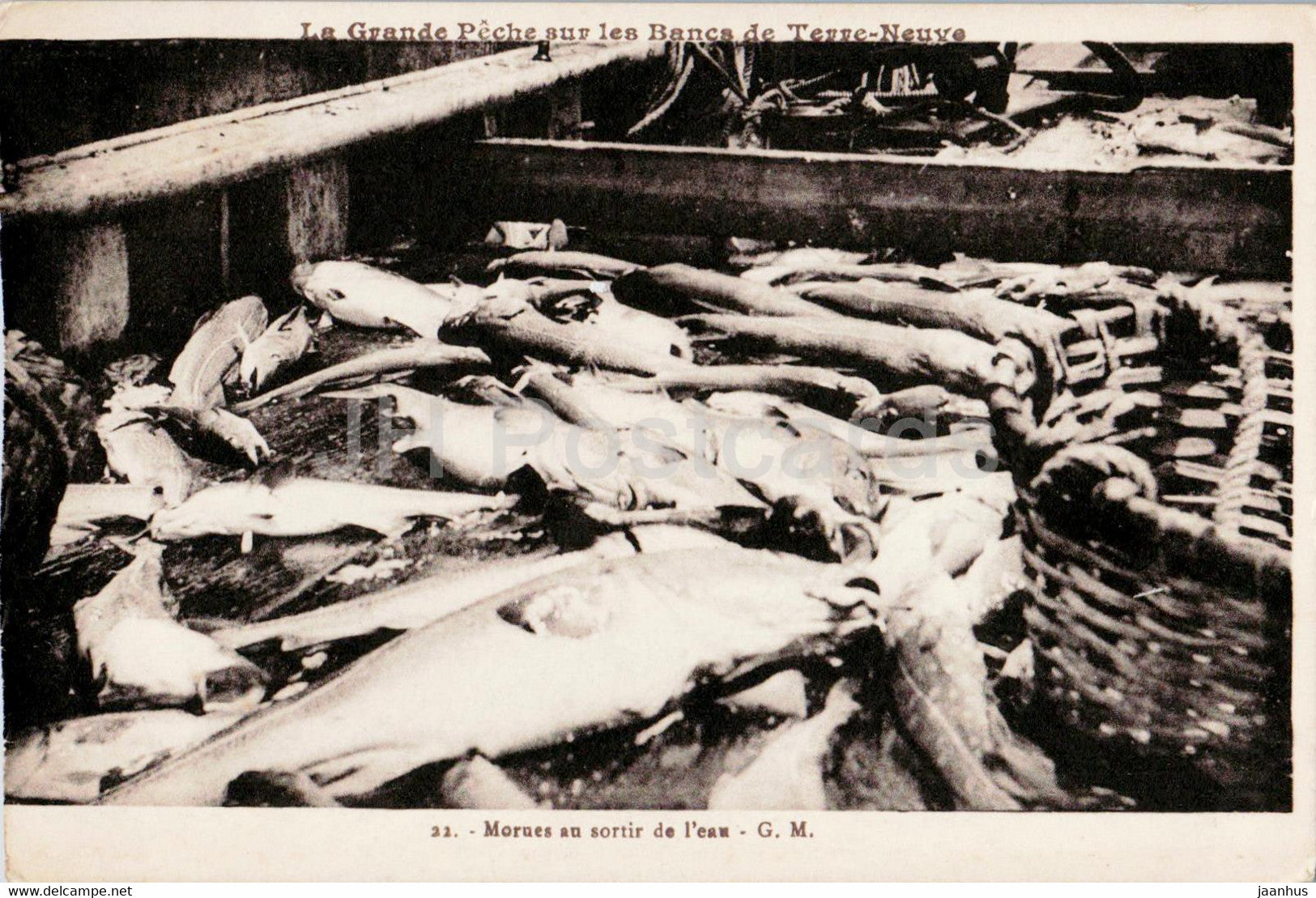 Morues au sortir de l'eau - cod - fish - 22 - old postcard - France - unused - JH Postcards