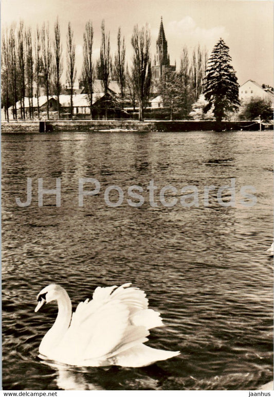 In der Konstanzer Bucht - swan - birds - 1094 - Germany - unused - JH Postcards